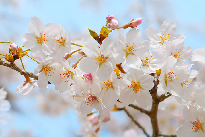 お花見のイメージ
