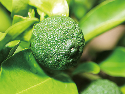 木頭柚子 青ゆずこしょう