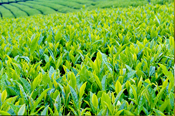 川根茶